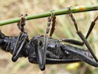 Grand capricorne du chene, Cerambyx cerdo (fam Cerambycides) (Photo F. Mrugala) (32)